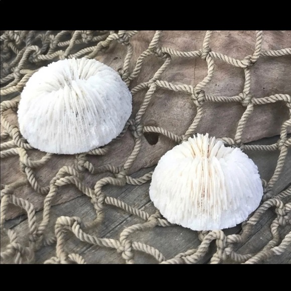 COPY - (2) Real Mushroom Cap Corals Lot - Picture 7 of 11